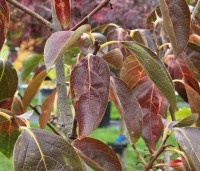 Diospyros kaki - Kaki boom - 1