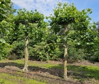 Platanus hispanica - Plataan - 2