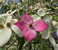 Cornus 'Norman Hadden' - Japanse grootbloemige kornoelje 'Norman Hadden' - 4