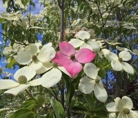 Cornus 'Norman Hadden' - Japanse grootbloemige kornoelje 'Norman Hadden' - 3