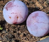 Prunus dom. 'Reine Claude d'Althan' - Prunus dom. 'Reine Claude d'Althan' - 1
