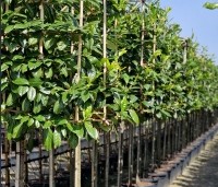 Prunus laurocerasus 'Novita' - Laurierkers - 2