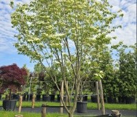 Cornus 'Norman Hadden' - Japanse grootbloemige kornoelje 'Norman Hadden' - 1