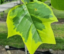 Liriodendron tulipifera 'Aureomarginatum' blad