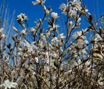 Magnolia Stellata