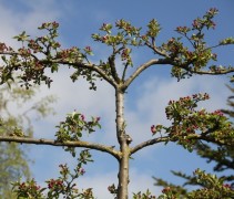 Malus evereste meerjarige leivorm