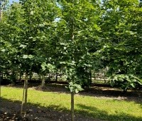 Tilia x europaea 'Euchlora' - Linde - 3