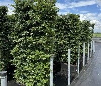 Fagus sylvatica - Groene beuk - kant en klaar haag 200 cm hoog en 100 cm breed. zomerblad