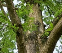 Metasequoia glyptostroboides - Chinese Moerascipres - 1