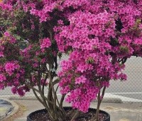 Rhododendron Azalea Japonica 'Purple Splendor' - paarsrode Japanse Azalea - 6