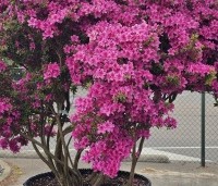 Rhododendron Azalea Japonica 'Purple Splendor' - paarsrode Japanse Azalea - 7