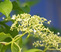 Klimhortensia met jonge bloemschermen