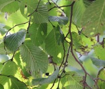 Prieel-iep, treurboom bladerendek