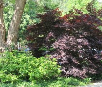 Acer palmatum Atropurpureum