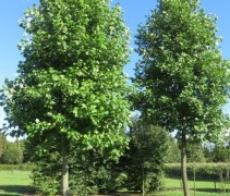 Liriodendron Tulipifera op kwekerij Ten Hoven Bomen
