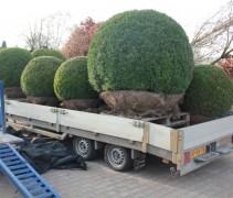 Buxus sempervirens