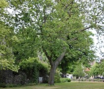 Quercus Cerris