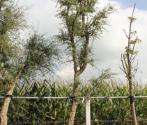 Quercus Suber