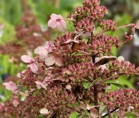Hydrangea paniculata 'Wim's Red' - Pluimhortensia 'Wim's Red' - 6