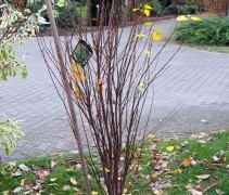 Amelanchier Obelisk