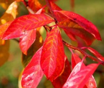 Nyssa sylvatica