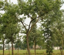 Prunus domestica zomer beeld