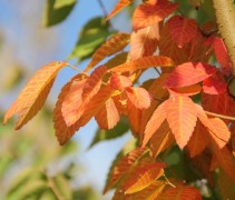 Zelkova serrata. sommige zaailingen kleuren rood in de herfst