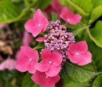 Hydrangea   macrophylla 'Teller Red'  - Hortensia 'Teller Red' - 1