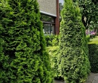 Thuja occidentalis 'Smaragd' - Westerse Levensboom 'Smaragd' - 3
