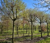Platanus x hispanica 'Alphen's Globe' - Plataan - 1