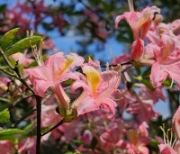 Rhododendron (AP)  'Fanny' - Azalea 'Fanny' - 1