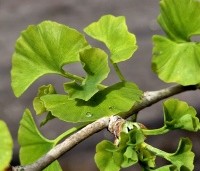 Ginkgo biloba - Japanse Notenboom - 2
