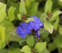 Ceratostigma plumbaginoides - Loodkruid - 2