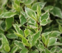 Cornus alba Elegantissima