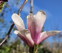 Magnolia 'Heaven Scent'  - Beverboom - 1