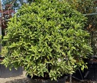 Osmanthus armatus - Schijnhulst - als bolvorm