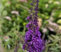Buddleja davidii 'Empire Blue' - Vlinderstruik 'Empire Blue' - 2