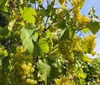 Vitis vinifera 'Vroege van der Laan' - Witte druif 'Vroege van der Laan' - 4