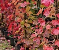 Parthenocissus tricuspidata 'Veitchii' - Wilde Wingerd Quickhedge - 13