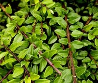 Lonicera nitida Maigrun - Struikkamperfoelie - 2