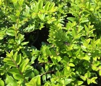 Lonicera nitida Maigrun - Struikkamperfoelie - 3