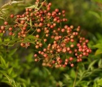 Nandina domestica - Hemelse bamboe - 1
