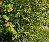 Corylus avellana - Gewone hazelaar - september. begin van de herfstverkleuring.