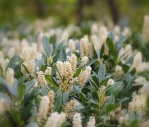Prunus laurocerasus 'Otto Luyken' 