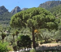 pinus pinea - Parasolden - mei 2026 Mallorca