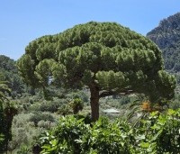pinus pinea - Parasolden - 2