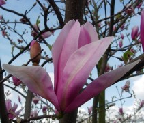 Mooie roze bloemen aan de Magnolia 'Royal Crown', meerstammige boom