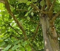 Tilia tomentosa - Zilverlinde - 1