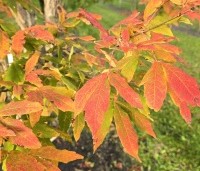 Acer triflorum - Driebloemige esdoorn - 1