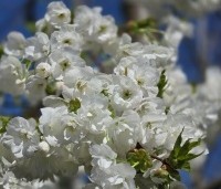 Prunus serrulata 'Shirotae' - Japanse Sierkers - bloei vanaf eind maart